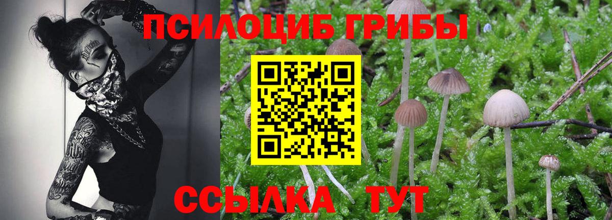 Биробиджан  Галлюциногенные грибы Psilocybine cubensis  Вход с VPN 